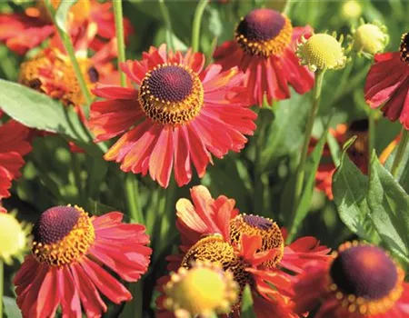 PFLANZE DES MONATS SEPTEMBER: SONNENBRAUT