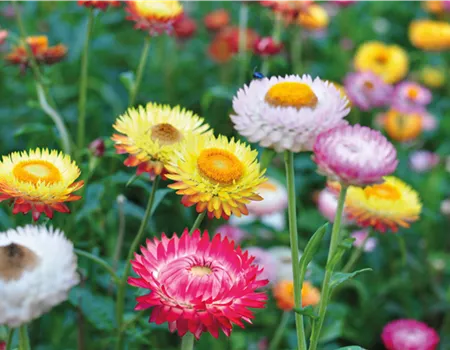 PFLANZE DES MONATS MAI: STROHBLUME