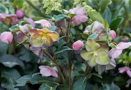 Winterharte Pflanzen