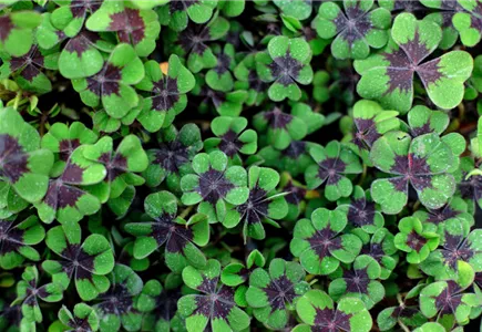 Silvester-Mitbringsel