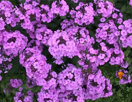 Polsterphlox