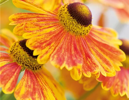 PFLANZE DES MONATS SEPTEMBER: SONNENBRAUT