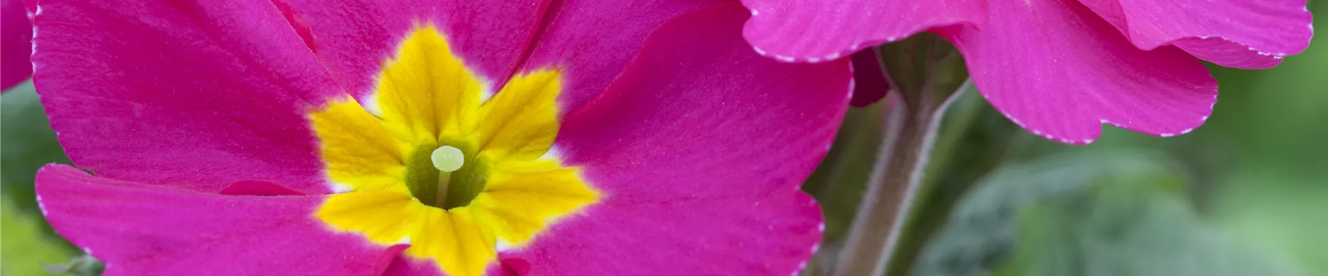 Primula vulgaris