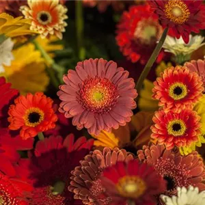 DIE TOP 8 DER WINTERBLUMEN DIE TOP 8 DER WINTERBLUMEN