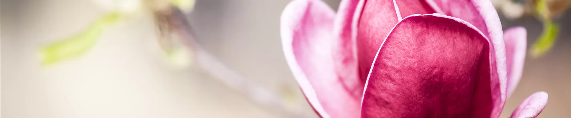 Magnolia 'Genie'®