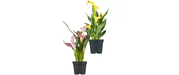 10 IDEEN ZUM VALENTINSTAG