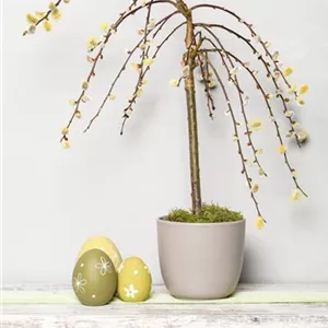 DAS GARTENPARADIES FüR OSTERHASEN DAS GARTENPARADIES FüR OSTERHASEN