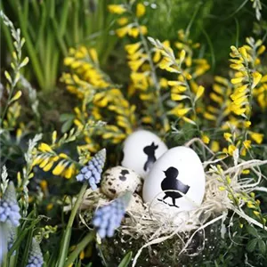 DAS GARTENPARADIES FüR OSTERHASEN DAS GARTENPARADIES FüR OSTERHASEN