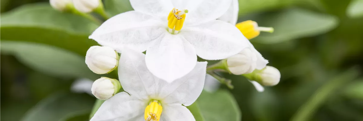 Solanum jasminoides