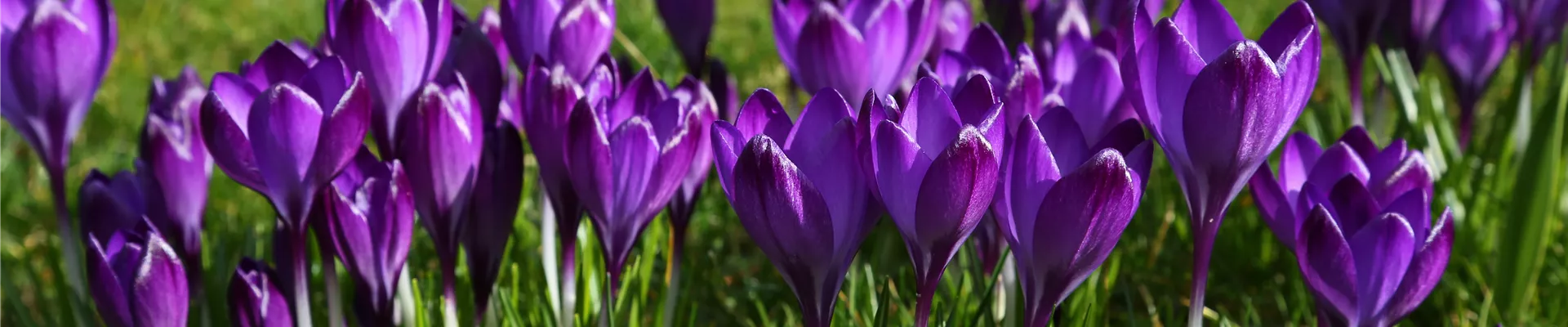 KROKUS