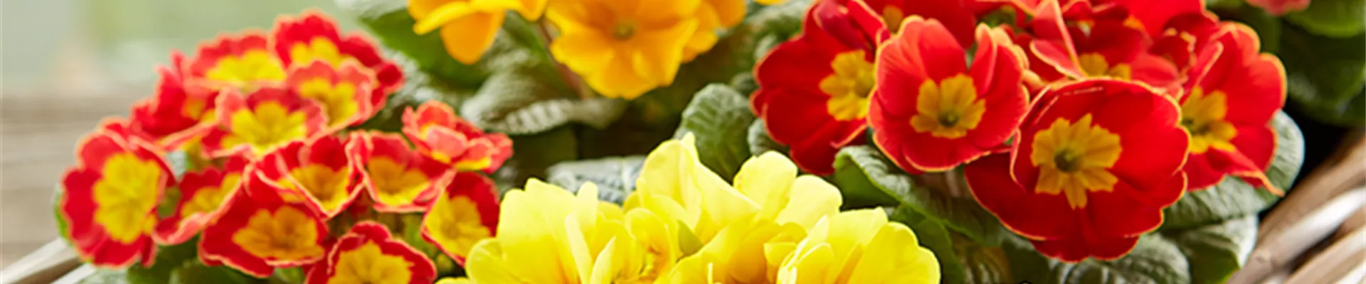 PFLANZE DES MONATS FEBRUAR: KISSENPRIMEL