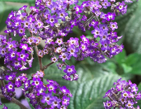 Vanilleblume
