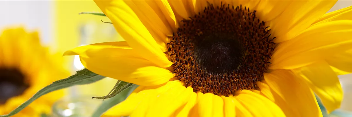SONNENBLUME