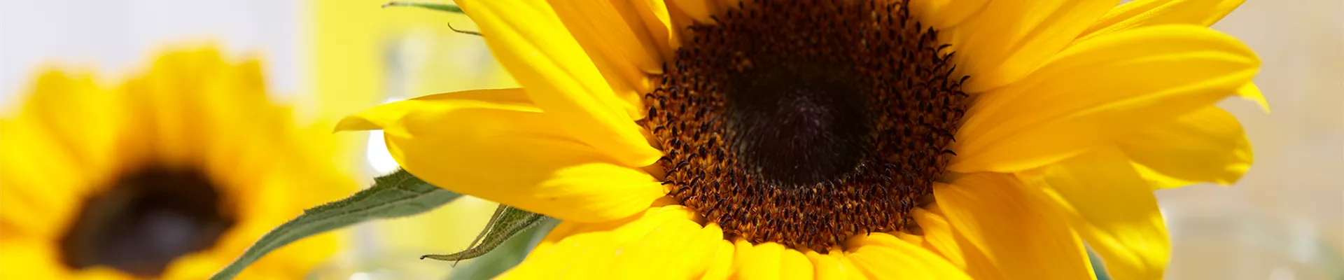 SONNENBLUME