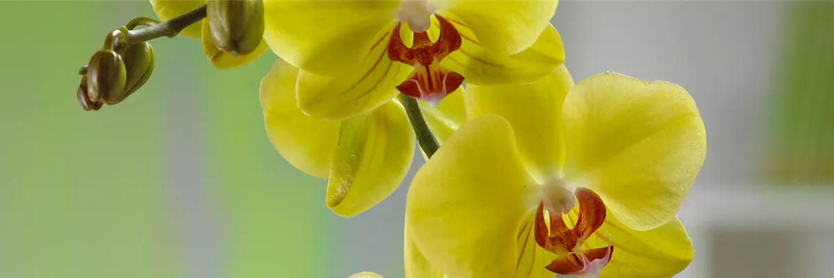 MALAIENBLUME