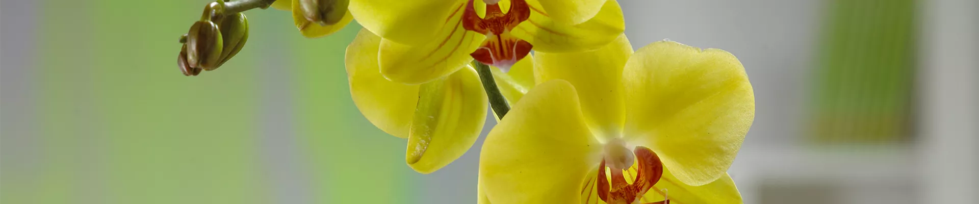 MALAIENBLUME