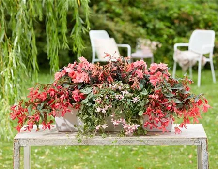 IM TREND: BALKON!