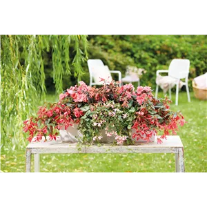 IM TREND: BALKON!