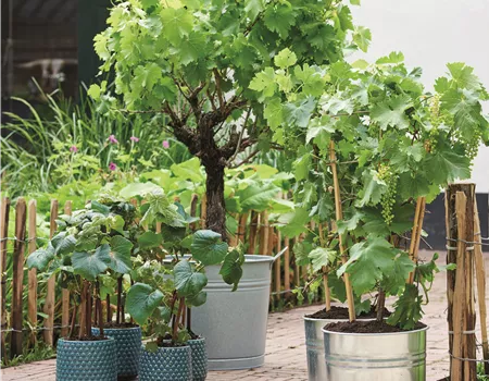 MEDITERRANE KüBELPFLANZEN! 