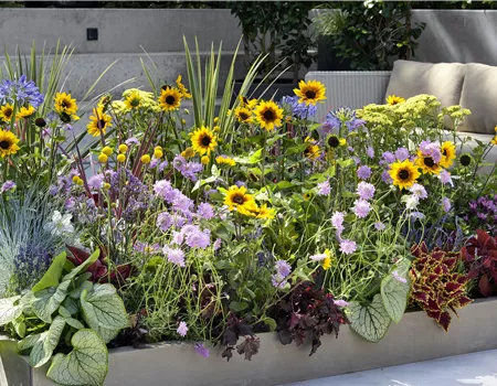 VOLLE BLüTE SOMMER! 