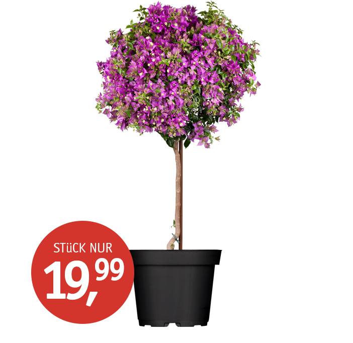 Angebot_KW17_Bougainvillea.jpg