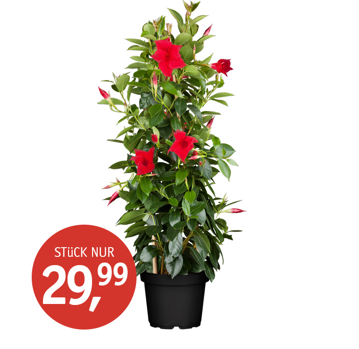 Angebot_KW17_Dipladenia.jpg