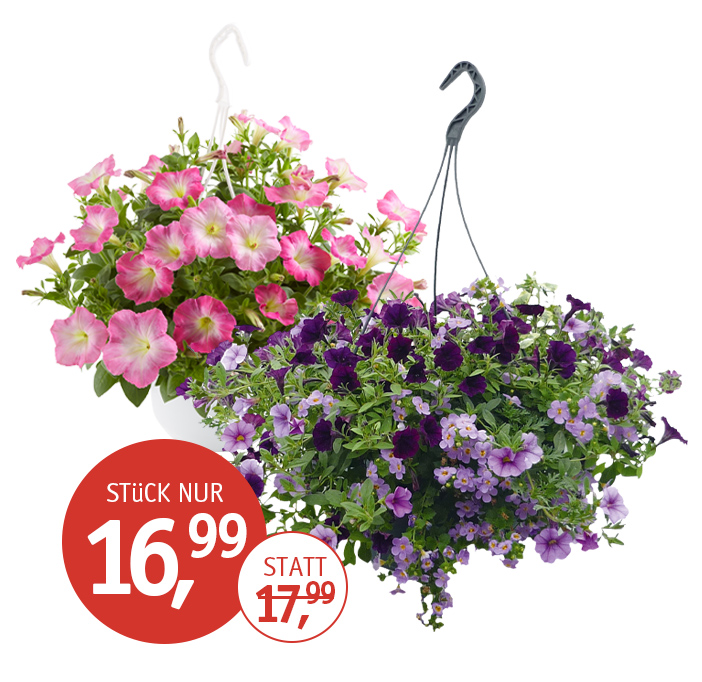 Angebot_KW17_Blumenampel.jpg