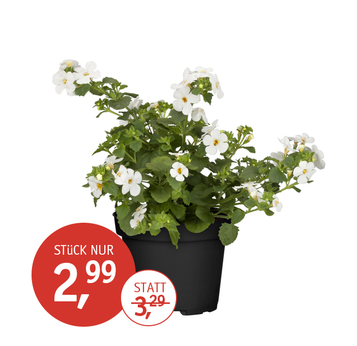 Angebot_KW17_Schneeflockenblume.jpg