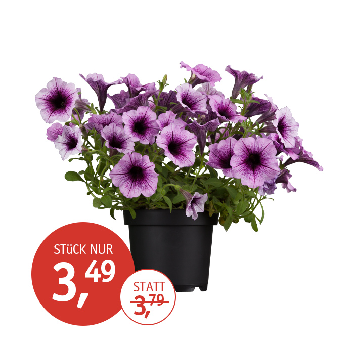 Angebot_KW17_Petunie.jpg
