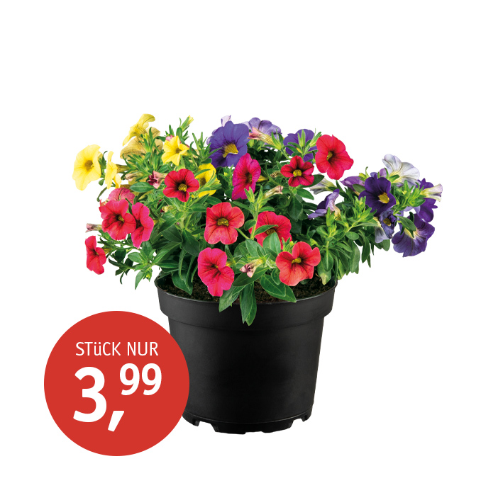 Angebot_KW17_Zaubergloeckchen_Trio.jpg