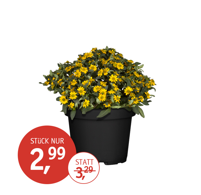 Angebot_KW17_Husarenknoepfchen.jpg