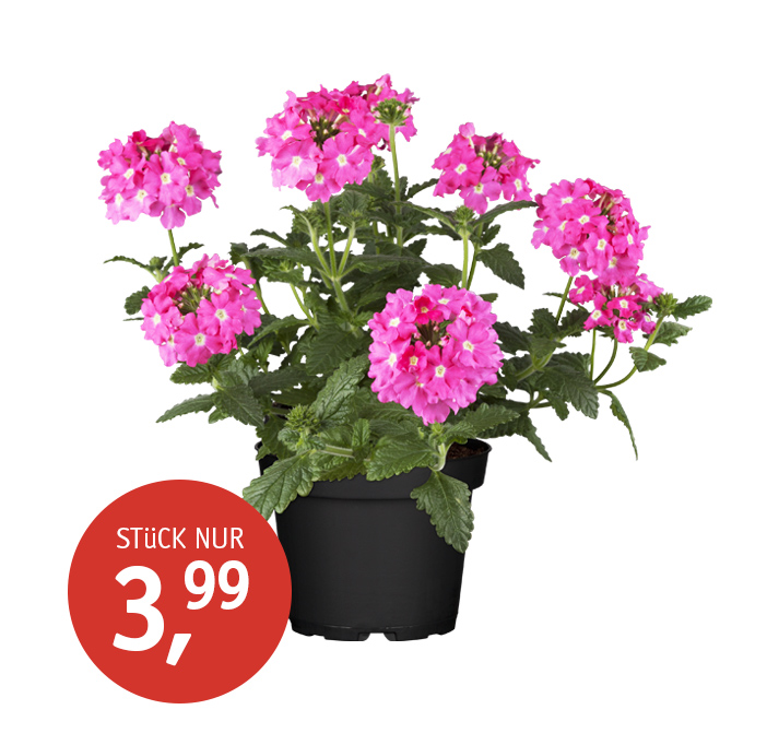 Angebot_KW17_Eisenkraut+.jpg