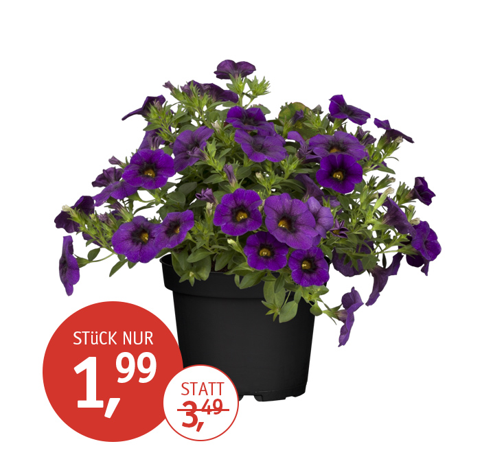Angebot_KW24-Zaubergloeckchen.jpg
