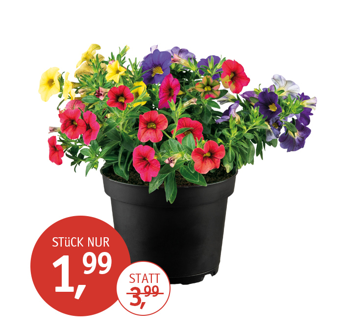 Angebot_KW24-Zaubergloeckchen-3er.jpg