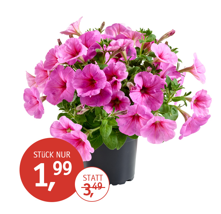 Angebot_KW24-Petunie.jpg
