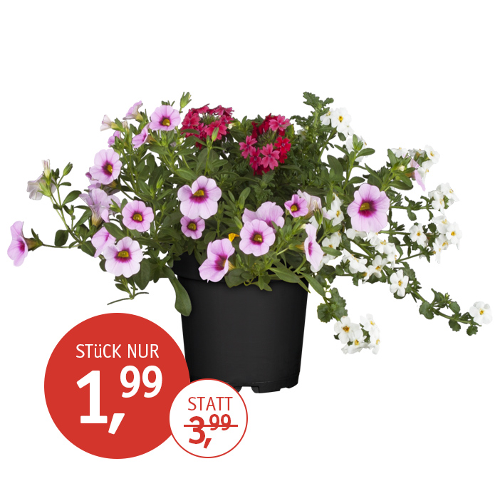 Angebot_KW24-Beet-Mix.jpg