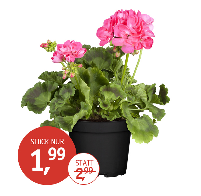 Angebot_KW24-Gernaie.jpg