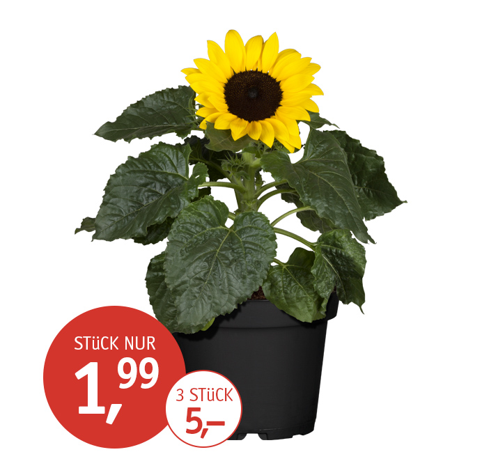 Angebot_KW24-Sonnenblume.jpg