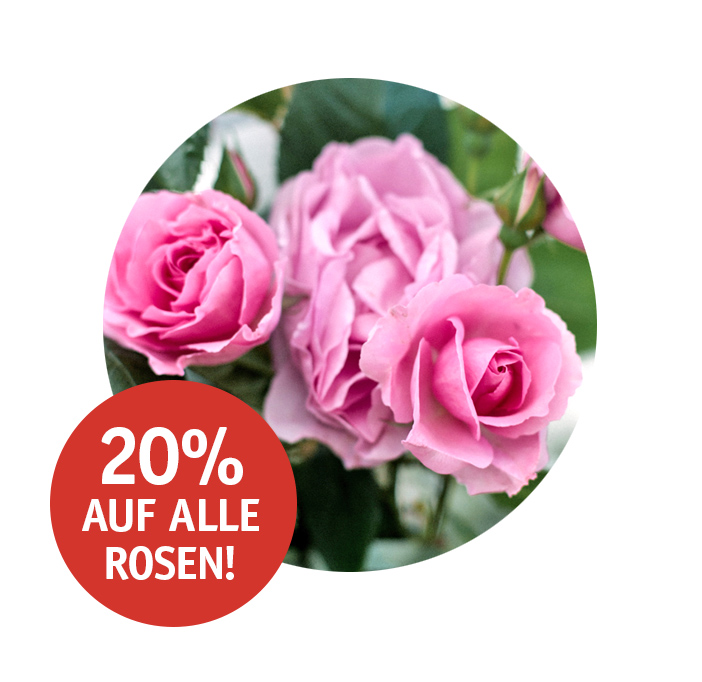Angebote_KW29-Rosen.jpg