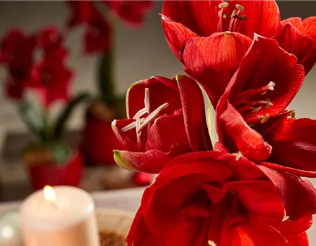 AMARYLLIS