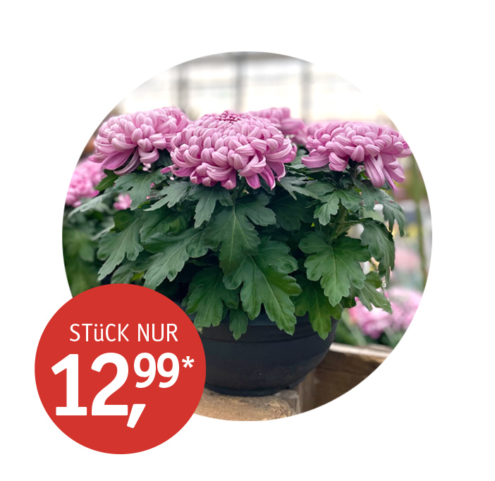 Angebot_KW43-Chrysantheme.jpg Angebot_KW43-Chrysantheme.jpg