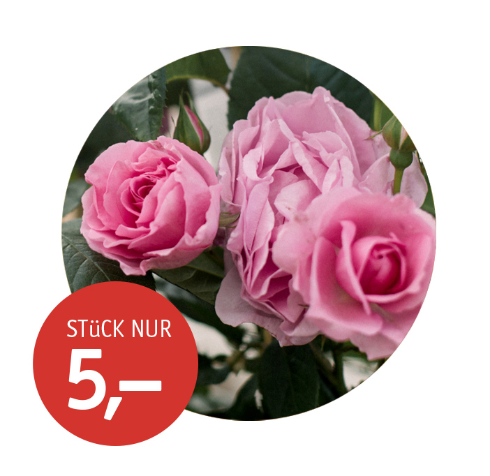 Angebot_KW43-Rosen.jpg Angebot_KW43-Rosen.jpg