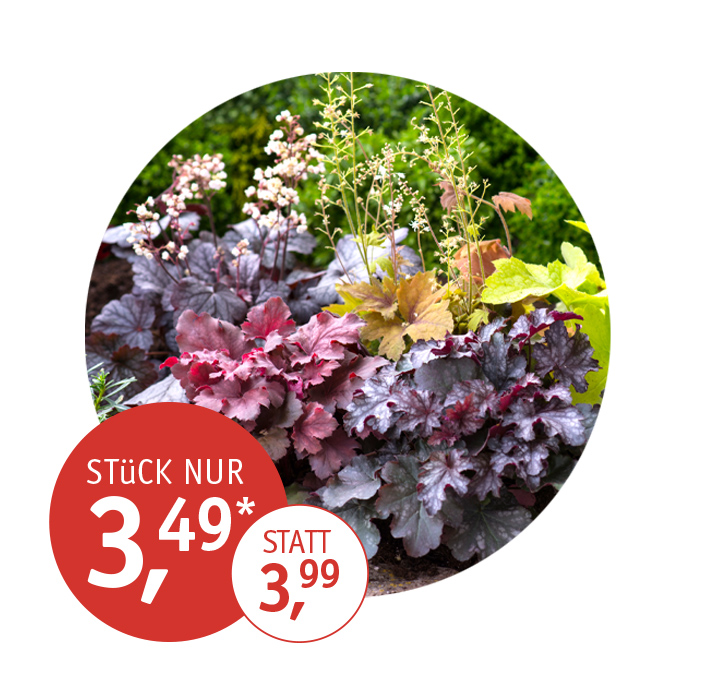 Angebot_KW43-Heuchera-neu.jpg Angebot_KW43-Heuchera-neu.jpg