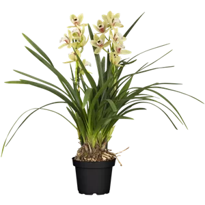 Cymbidium