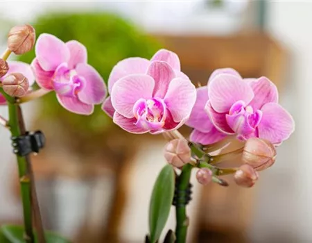 Schmetterlingsorchidee