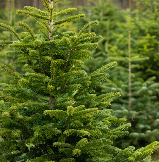 Events-Weihnachtsbaumverkauf.jpg Events-Weihnachtsbaumverkauf.jpg