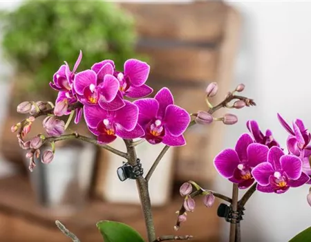 Pflanze des Monats Januar: Orchidee