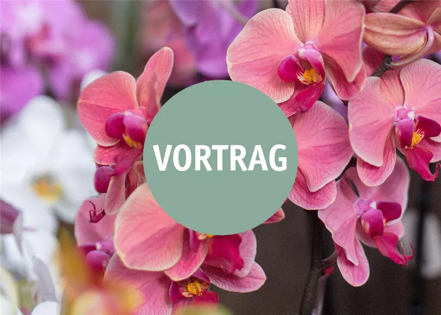 Orchideen-Vortrag