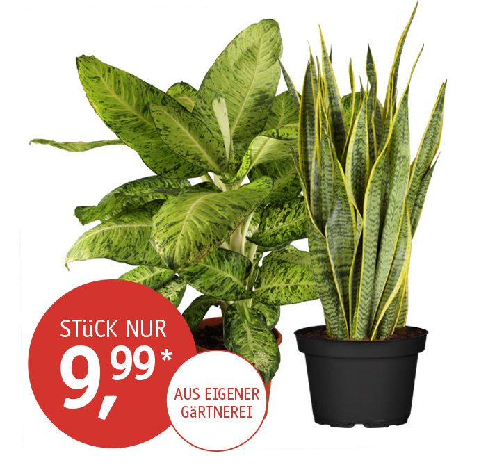 Angebote-KW5_XXL-Gruenpflanzen.jpg