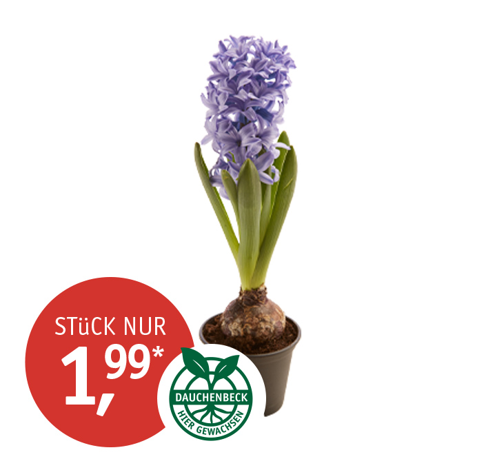 Angebot_KW9_Hyazinthe.jpg